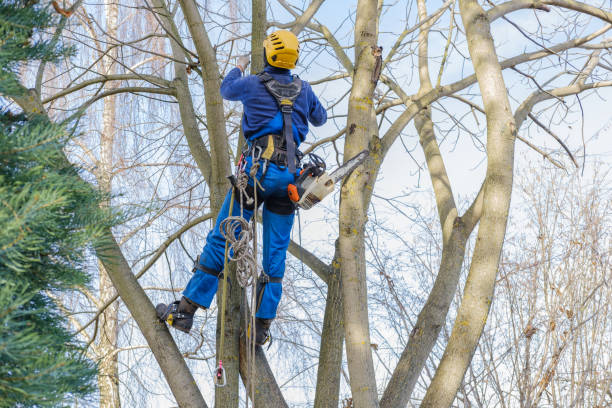 Best Lawn Maintenance Plans  in Hartley, IA