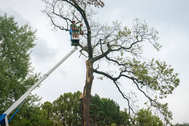 How Our Tree Care Process Works  in  Hartley, IA