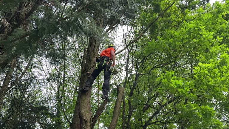 Best Tree Disease Treatment  in Hartley, IA