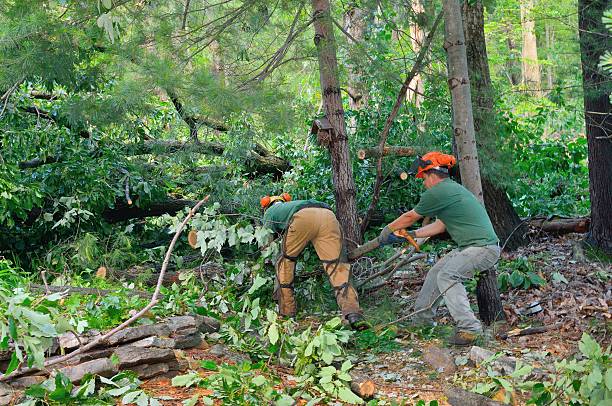 Trusted Hartley, IA Tree Services Experts